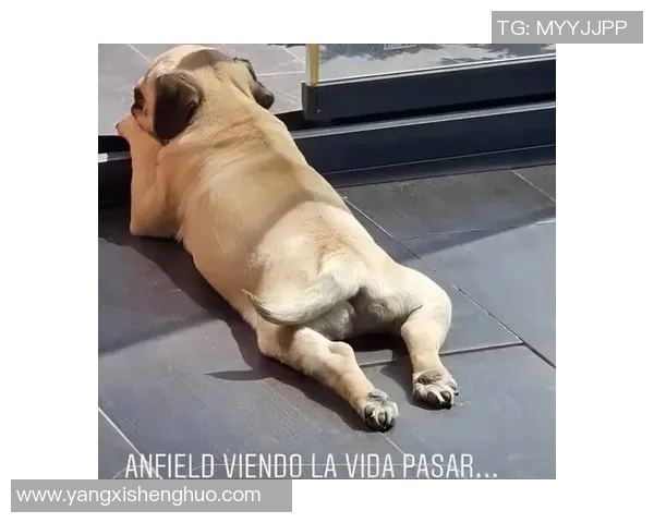 足球明星选择宠物的最佳推荐与养护指南